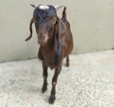 #PraCegoVer: Fotografia do bode Jasbodão. Ele tem chifres e sua cor é marrom 